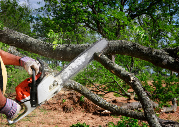 How Our Tree Care Process Works  in  Holdenville, OK